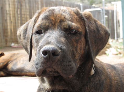 Mastiff Lab Pit Mix at Patrick Lauzon blog