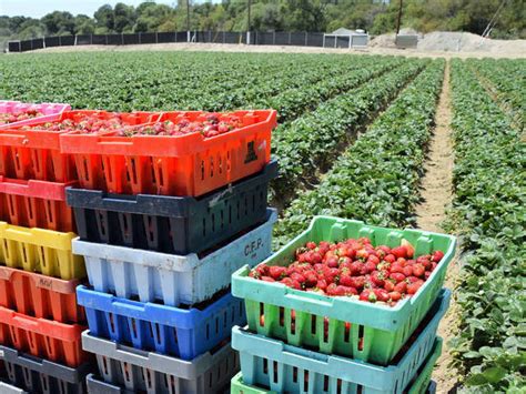 How more villagers, or ‘progressive farmers’, are taking up organic ...