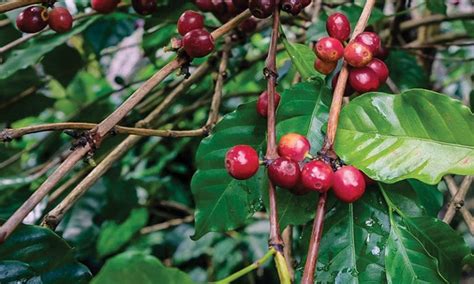星巴克苏门答腊咖啡豆故事和特点 曼特宁咖啡手冲风味口感描述 中国咖啡网