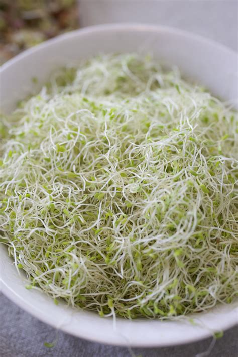 Your Step-by-Step Guide to Growing Sprouts at Home • Gardenary