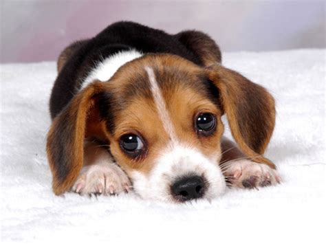 狗的名字叫什么好听可爱 - 好听的狗名字英文 - 香橙宝宝起名网