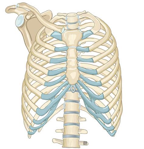 Thoracic Cavity Thorax Anatomy - vrogue.co