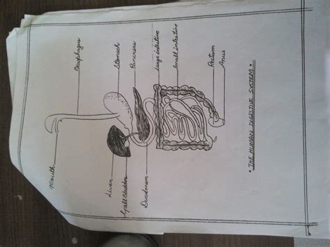 digestive system diagram - Brainly.in