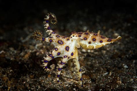 Blue-Ringed Octopus Venom 的图像结果