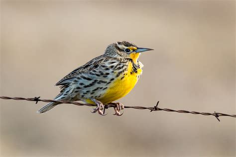 Oregon State Bird OREGON BIRD AND FLOWER Postcard Set Of 20 Identical