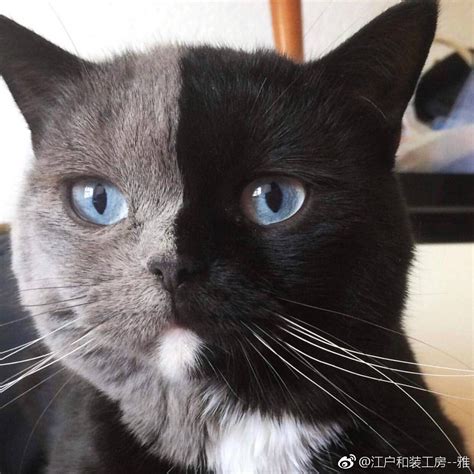 泰国猫咪因“阴阳脸”走红 半灰半白小肉脸超萌