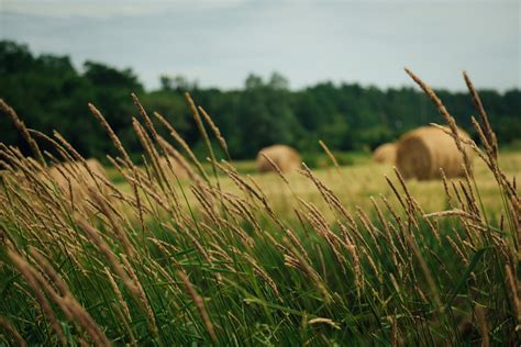 Hay Farming Essentials: A Comprehensive Guide to Growing Hay