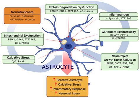 Image result for Astrocyte