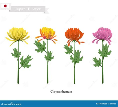 Chrysanthemum Flowers, the National Flower of Japan Stock Vector ...