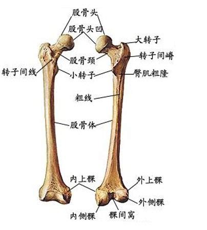 人体股骨解剖示意图-人体解剖图,_医学图库
