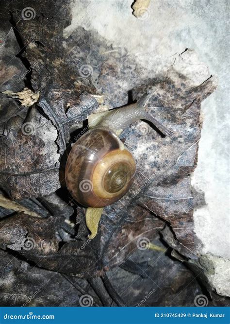 Garden Snail Cute Snail Snail Shell Snails To Eat Snail Facts Snail ...