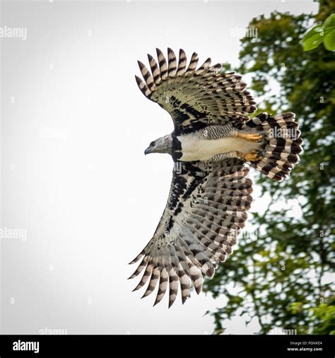 Harpy eagle flying hi-res stock photography and images - Alamy
