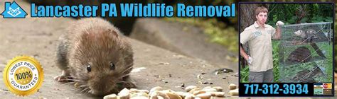 Pest Control Lancaster 的图像结果