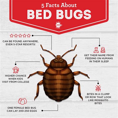 Can You Get Bed Bugs From Books at Will Jose blog