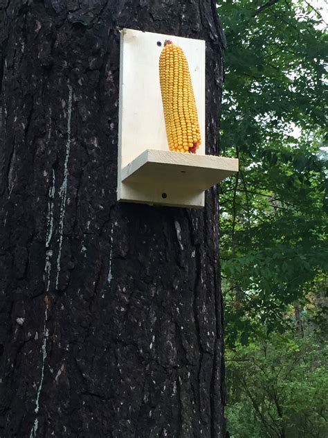 Easy Squirrel Feeder : 8 Steps - Instructables