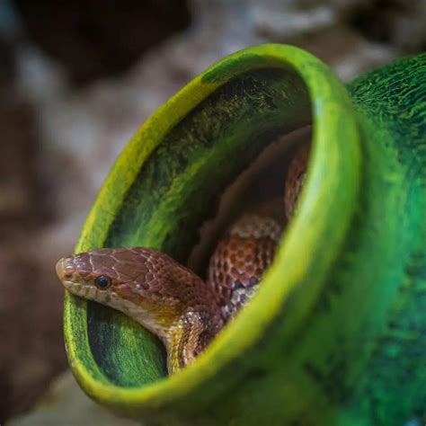 Which Spices are enemy of Snakes know How to get rid of Snakes - सांपों ...