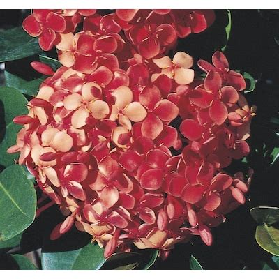 Dwarf Ixora Shrubs at Lowes.com