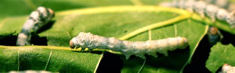Sericulture