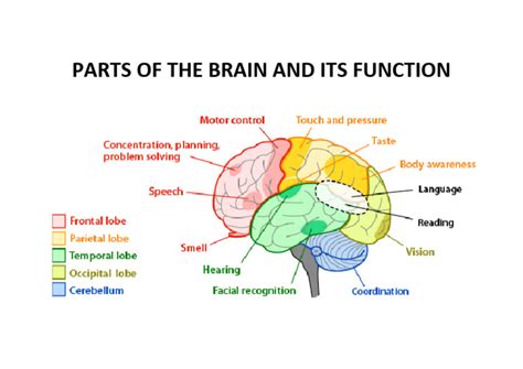 Brain Function Explained 的图像结果