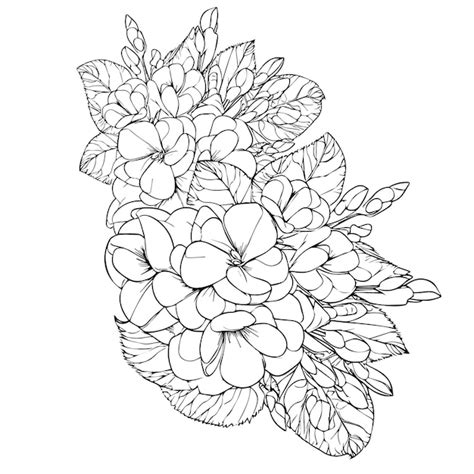 앵초 벡터 아트 앵초 그리기 primula 꽃 그리기 앵초 꽃 색칠 페이지 | 프리미엄 벡터