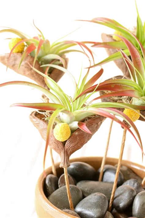 Air Plants Arrangements 的图像结果