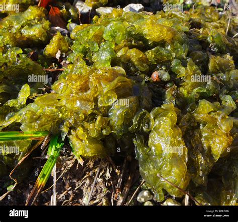 Phylum photosynthese boden boden gb -Fotos und -Bildmaterial in hoher Auflösung – Alamy