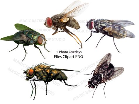 Fly Flies Insect Insects PNG Bundle Bundles Photo Animal Clipart ...