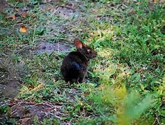 Image result for Baby Marsh Rabbit