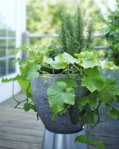 How to Grow Cucumbers in Pots