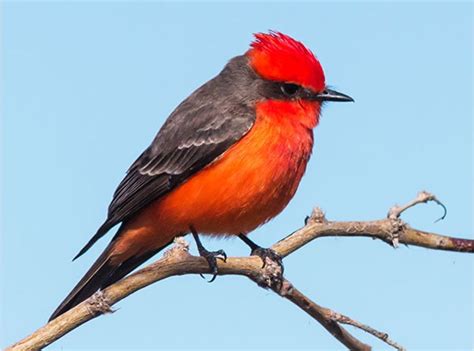 Bird-A-Palooza bird walk @ Dripping Springs Natural Area, Dripping ...