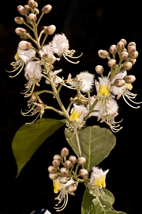 Herbarium JCB