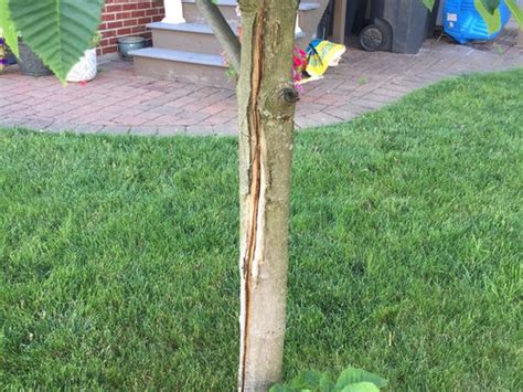 Image result for Easy Way Splitting Tree Trunks