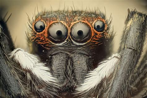 Spider Eyes Wallpapers - Top Free Spider Eyes Backgrounds - WallpaperAccess