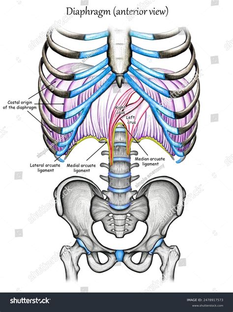 Diaphragmsternal Origincostalvertebral Originright Crusleft Crusmedian ...