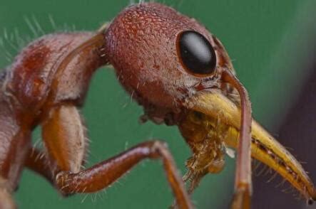 世界上最大的蚂蚁是什么？_酷知经验网