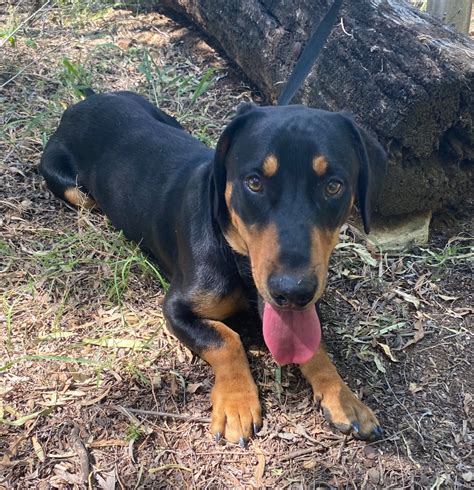 Rottweiler Dachshund Mix