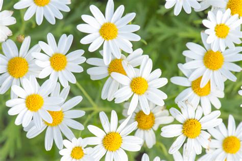 Mathematical Patterns In Nature