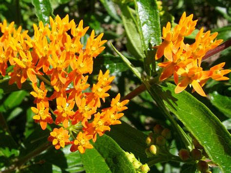 Twelve Native Milkweeds for Monarchs - The National Wildlife Federation Blog