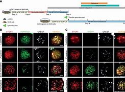 Image result for zymogenesis