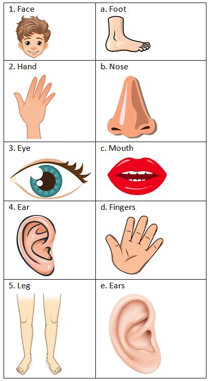 Worksheet Solutions: All About Me - EVS for UKG PDF Download