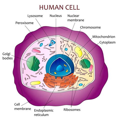 Basic Human Cell Structure 的图像结果