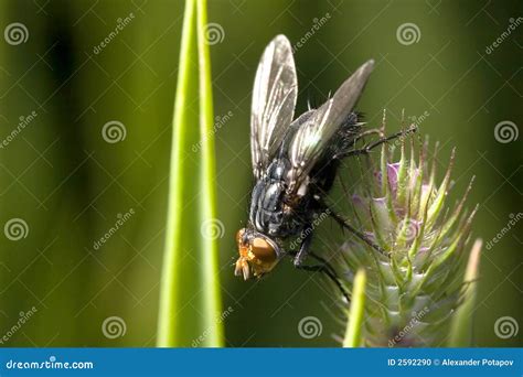 Big black fly stock photo. Image of flower, nature, pest - 2592290