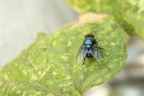 Fly Insect 的图像结果
