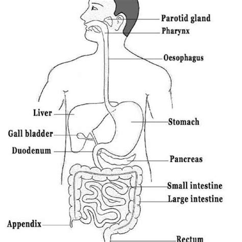 Draw To Nutrition In Human Beings - Brainly.in