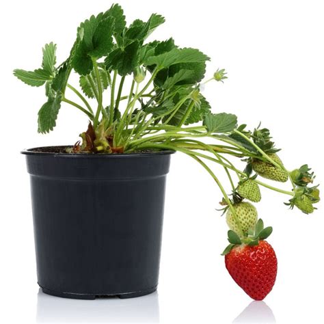 Strawberry (3 Plants) – Plants Direct