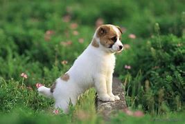 Image result for Cute Little Puppy