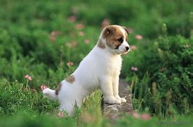 Image result for Cute White Small Puppies