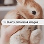 Image result for Realistic Cute Brown Bunny Image