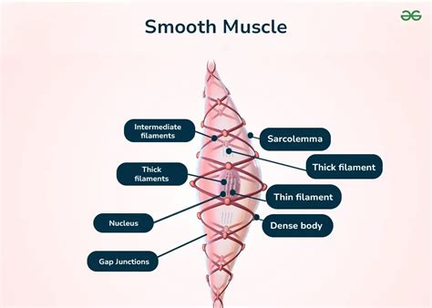 Image result for Smooth Muscle Function
