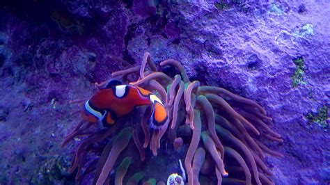 The ocellaris clownfish Amphiprion ocellaris, Adventure Aquarium Camden ...
